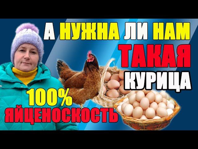 Курица несет яйца КАЖДЫЙ ДЕНЬ - а нужна ли нам такая курица.