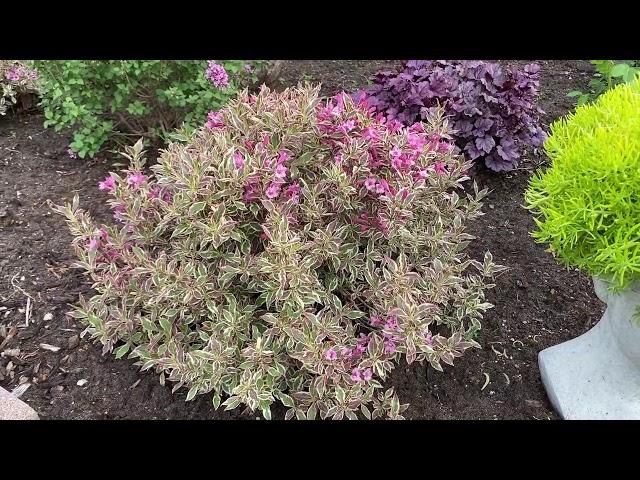 BLOOMERANG® Dwarf Purple Syringa | Garden Crossings