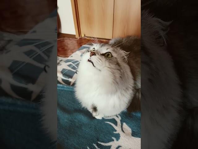 #кот #mrbeast #mr #котики #кошки #коты #котик #тёма