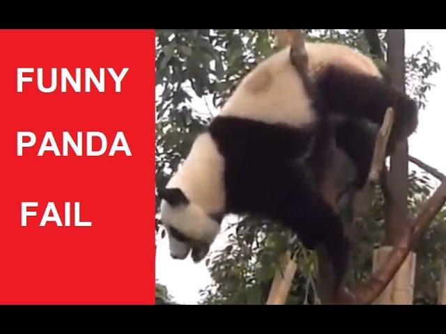 Funny Panda Compilation (Panda Fails) - DDOF