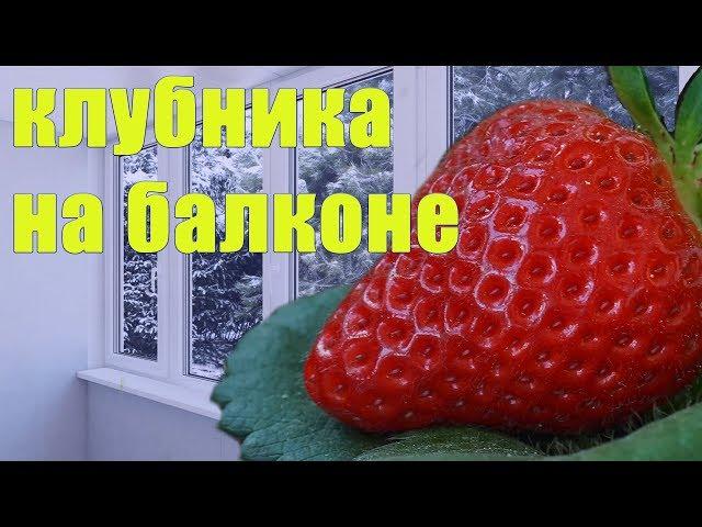 Клубника на балконе, как выращивать.