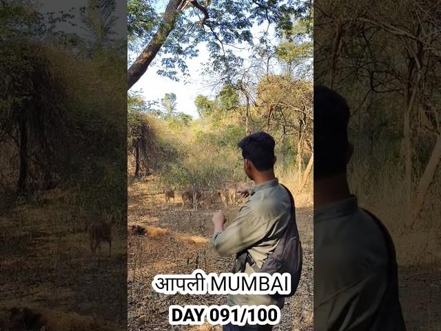 DAY 91 | Sanjay Gandhi National Park Borivali ..... #100daysofआपलीmumbai #nationalpark #borivali