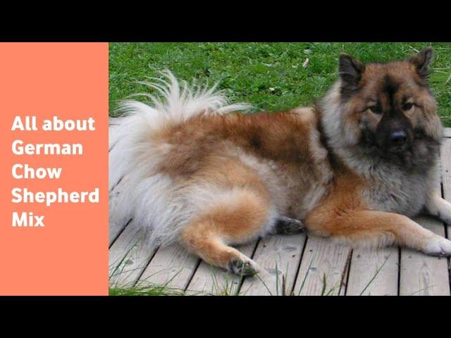 The German Chow Shepherd Mix: everything you need to know