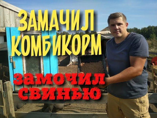 Никогда не замачивай комбикорм для свиней. Вьетнамские свиньи