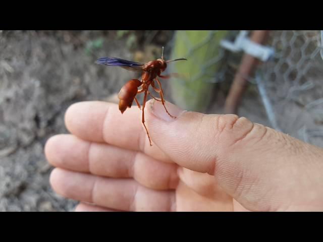 Red Paper Wasp