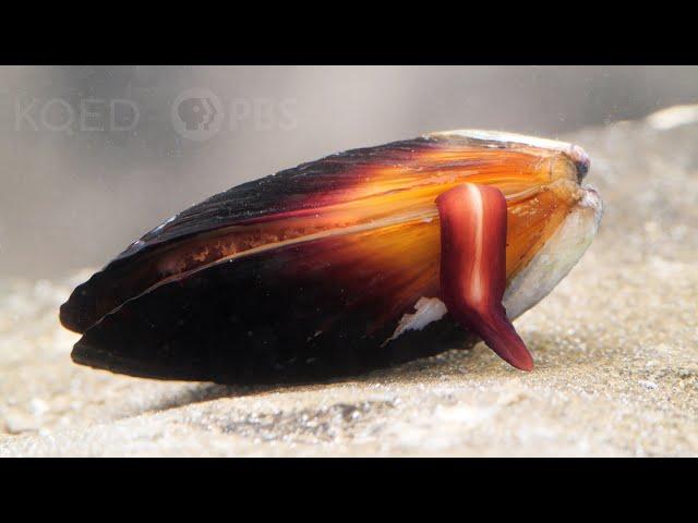 How Does the Mussel Grow its Beard? | Deep Look