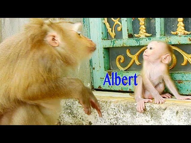 Super Sweet Mama Ally Talking With Her Sweetheart Baby Albert And Grooming Him So Great