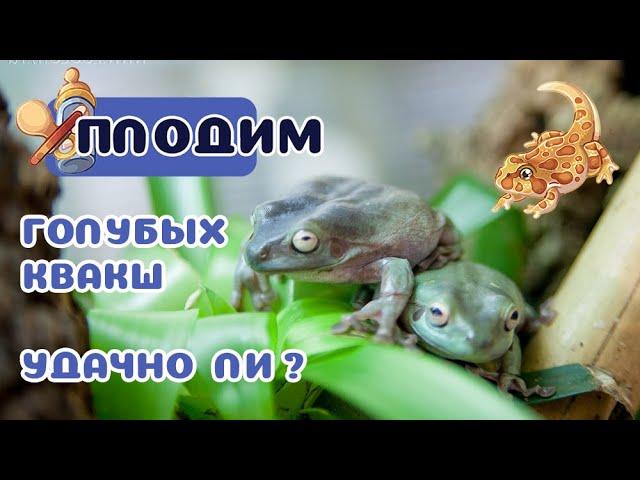 Размножение голубой австралийской квакши.