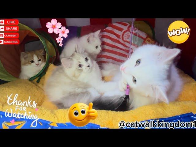 بناءً على طلبكم حضرنا  أجمل فيديو لعيونكم! #cat #kitten #catvideos #cuteanimals #meow #اكسبلور #cute