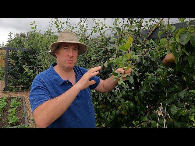 Summer pruning of cordon apples and pears | The 3 simple rules of summer pruning