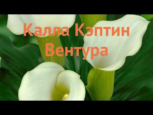 Калла обыкновенная Кэптин Вентура (calla)  обзор: как сажать, луковицы каллы Кэптин Вентура