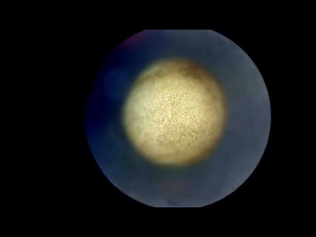 2024 BioArt Short Video Entry- Time Lapse Embryonic Development of Axolotl Egg