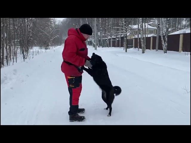 Метис, любящий объятия. 30-дневный курс с передержкой