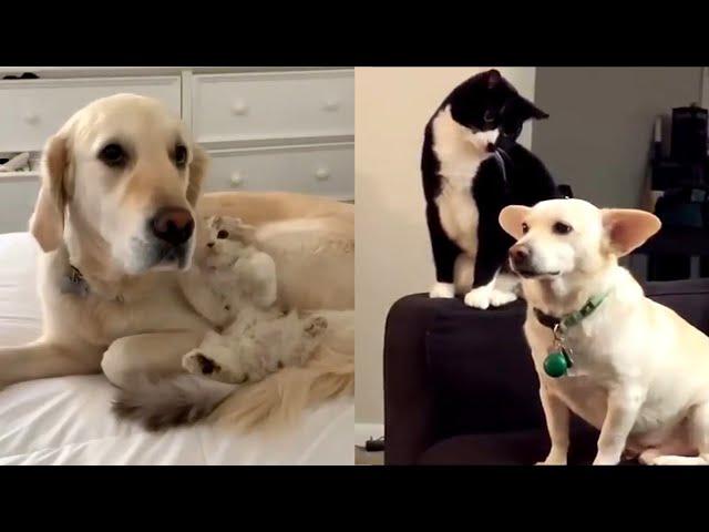 Cats VS Dogs - Funniest Animals Compilation 2021