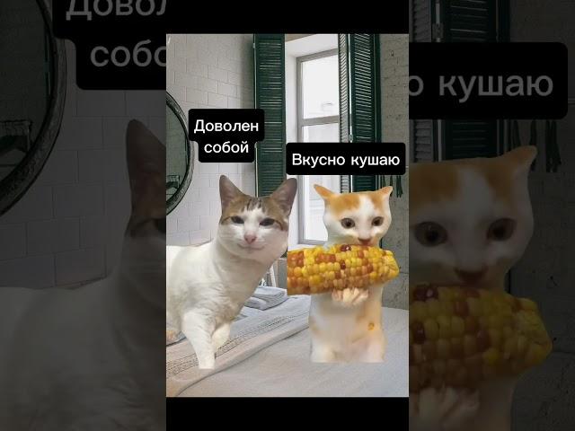 «кися» #футажи #fypシ゚viral #catmemes #cat #котики #мемыскотами #мемы #рекомендации insta@kotikontent