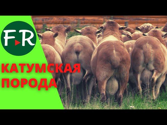 СуперЭлита! Катумские племенные бараны, маточное поголовье и отборные, элитные ярки на племя