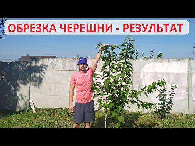 Весенняя обрезка однолетней черешни  - результат в середине лета
