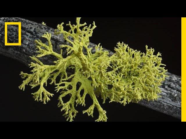 What's in a Lichen? How Scientists Got It Wrong for 150 Years | Short Film Showcase