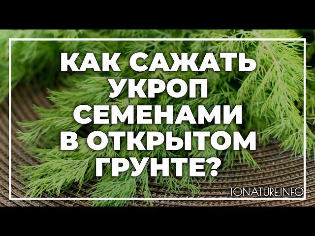 Как сажать укроп семенами в открытом грунте? | toNature.Info