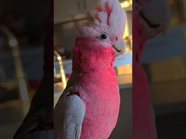 KiT WoN'T LiSTeN To MoM | GRoWiNG UP A HaNDSoMe SiBLiNG#talkinggalah#talkingparrot