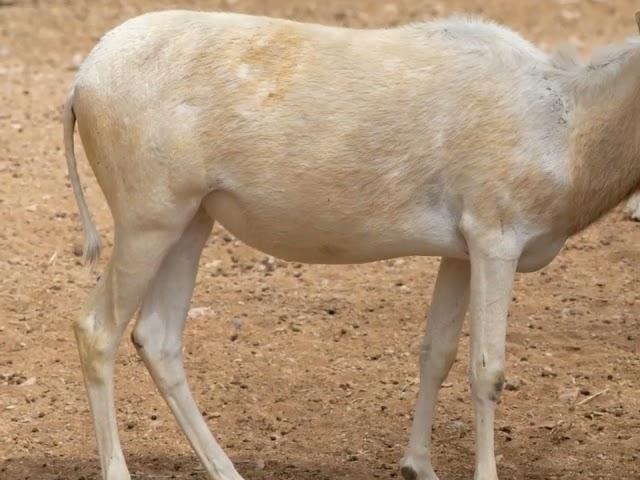 Cool Addax Antelope