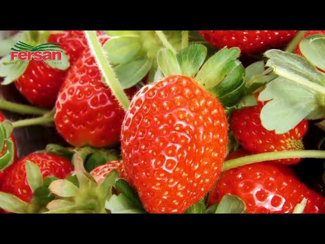 Growing Strawberries with Newport-Fersan (Jamaica) Ltd