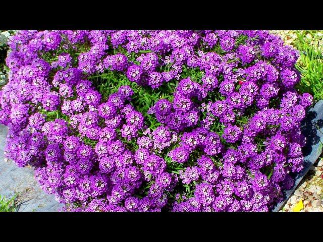 flowers without seedlings sowing directly into the ground