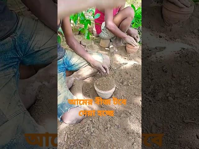 দেখুন কিভাবে আমের আটি /বীজ টবে দেয়া হয়।এগুলো আগামীর ভবিষ্যত।#আম  #গাছ #howtogrowplants