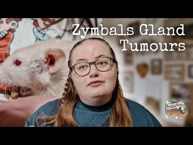 Zymbals Gland Tumours | Rat Health Issues🩺