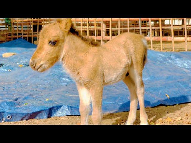 Say Welcome to New Born Pony Horse at SR Breeding Farm | Pony Horse | MashAllah