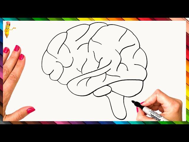 How To Draw The Human Brain Step By Step  Brain Drawing Easy