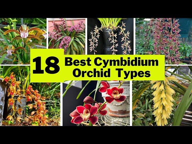 18 Best Cymbidium Orchid Varieties | Beautiful Large, Showy Indoor Flower Types |@SwaroopaDiaries14