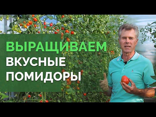 Как вырастить обильный урожай помидор? | Технология изобилия