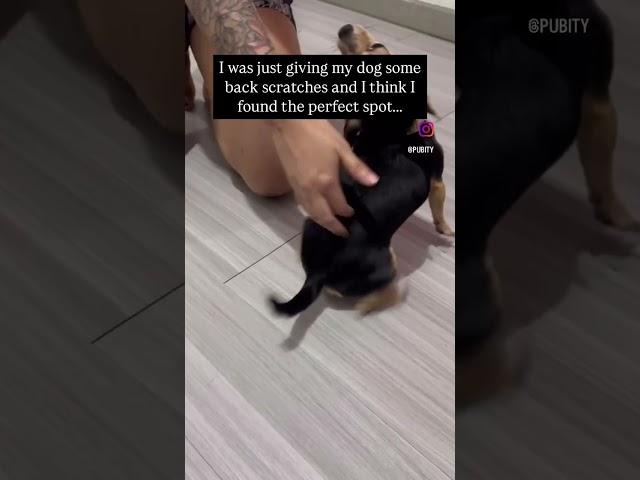Dogs just be happy to be dogs