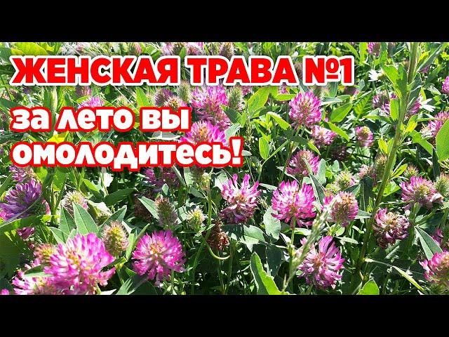 КЛЕВЕР ЛУГОВОЙ ТАК МНОГО НЕЛЬЗЯ НО ОЧЕНЬ ХОЧЕТСЯ