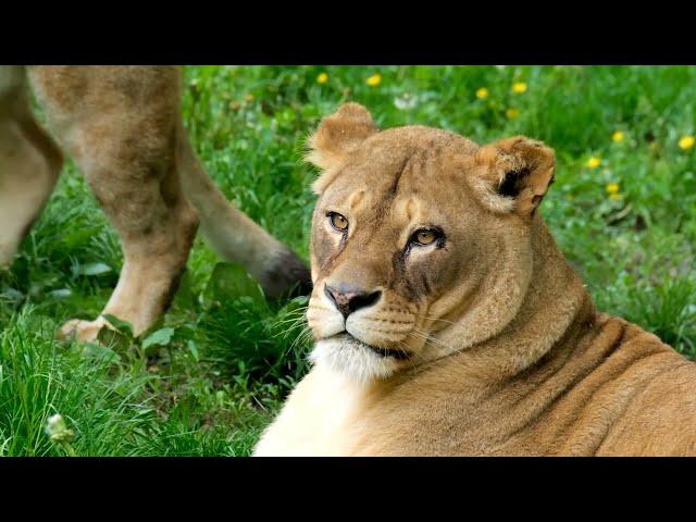 Lion (Panthera leo) – The King of the Jungle