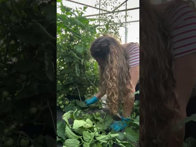 Работаю в помидорах на Кубани наш огород #garden #gardenlife #дача #огород #shorts