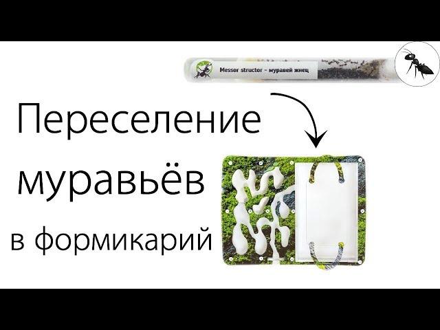 Как переселить муравьев в формикарий?