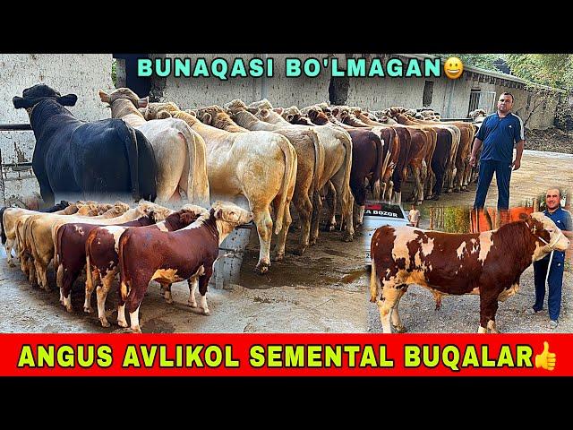 ANGUS SEMENTA AVLIKOL ️91-693-20-07 GEREFORT BUQALAR KELDI ZOYIRJONGA