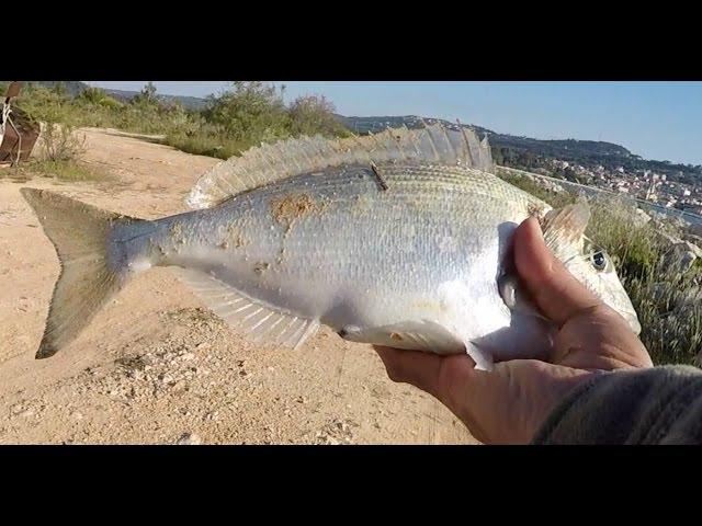 Fishing Porgy in Greece...  ψάρεμα τσιπούρας