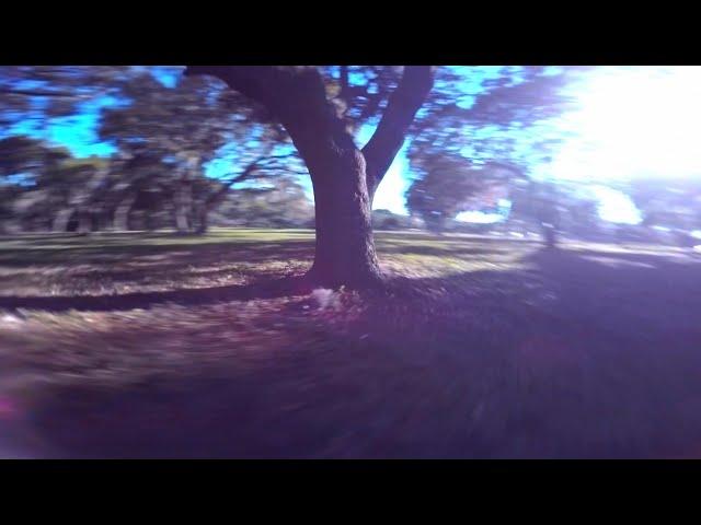 ONE TREE WONDER FPV FREESTYLE CHALLENGE - by Wild Willy FPV | I  this tree!