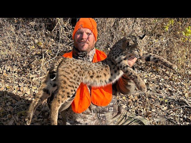 Opening day of Missouri trapping season bobcat sets with catch 2024-25 ep.8