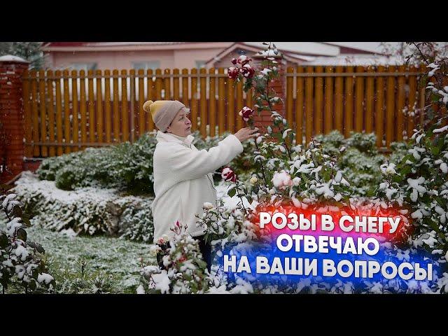 Розы в снегу - отвечаю на Ваши вопросы