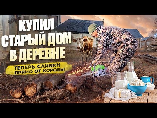 КУПИЛ СТАРЫЙ ДОМ В ДЕРЕВНЕ // МОЛОКО И СЛИВКИ ОТ БУРЕНКИ // ДОМ ОБЛАГОРАЖИВАЕТСЯ