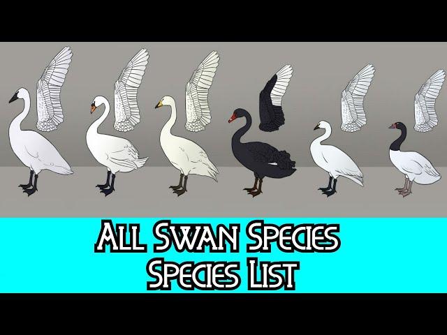 All Swan Species - Species List