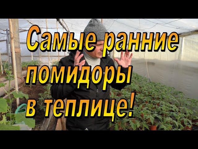 Вот почему у нас самые ранние помидоры- старинный способ выращивания томатов.