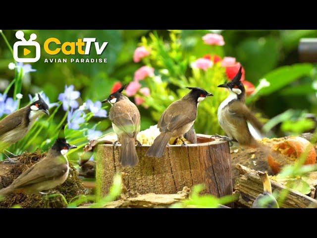 Cat TV Watch Beautiful Birds Up Close to Relax and Entertain Your Cat ️ 4K HDR - No Ads