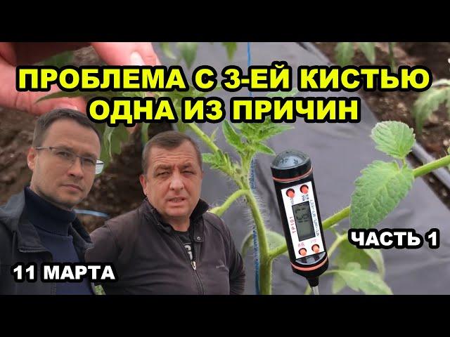 Томат. Проблема с 3-ей кистью, одна из причин. 1 часть