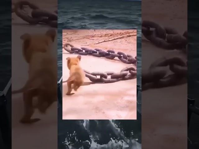Ocean meme ahh short #oceanmeme #memesdaily