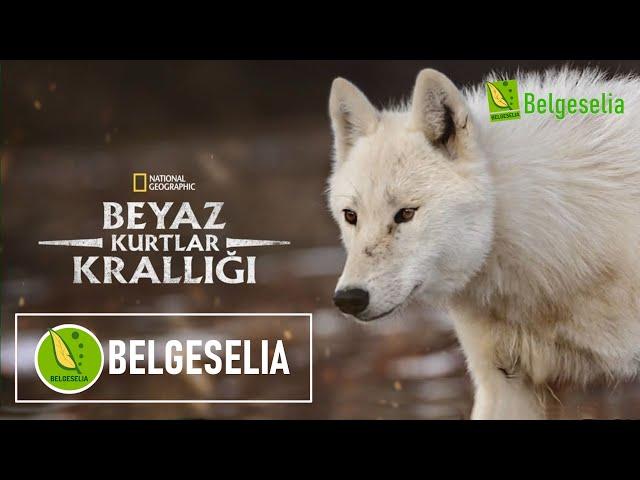 Beyaz Kurtlar Türkçe Dublaj HD Belgesel izle | Belgeselia